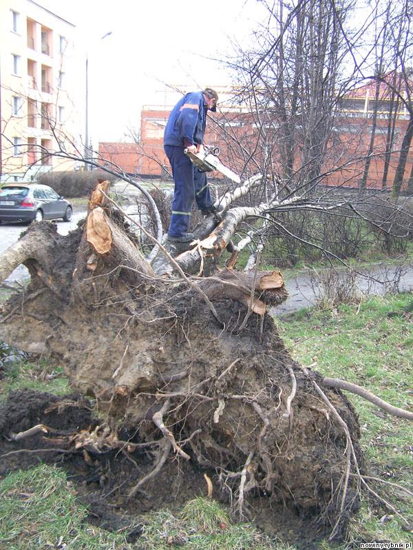 Służby komunalne usuwają zwalone drzewa w leszczyńskim osiedlu. Zdjęcie: Waldemar Walento