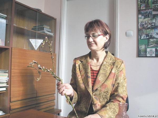 Krystyna Batko prezentuje gałązkę wierzbiny, która ma tak dużo dorodnych bazi tylko dlatego, że była systematycznie przycinana