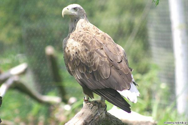 Budżet miasta dofinansowuje koszty utrzymania orła bielika z chorzowskiego zoo. Zdjęcie: Marek Kocurek