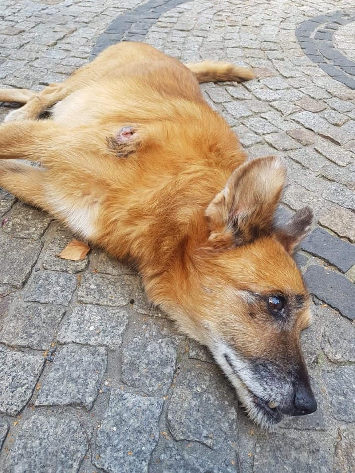 Facebook Stary, schorowany pies zabrany właścicielce podczas interwencji